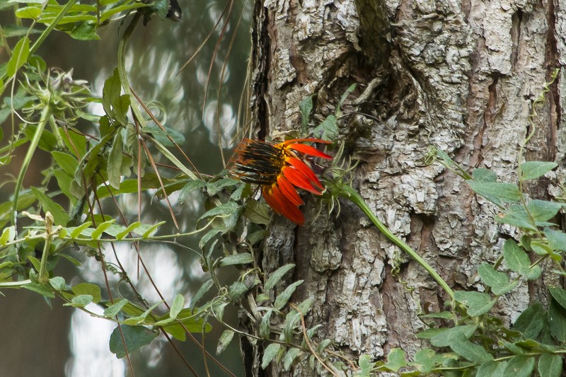 Mutisia coccinea var. coccinea photo 3