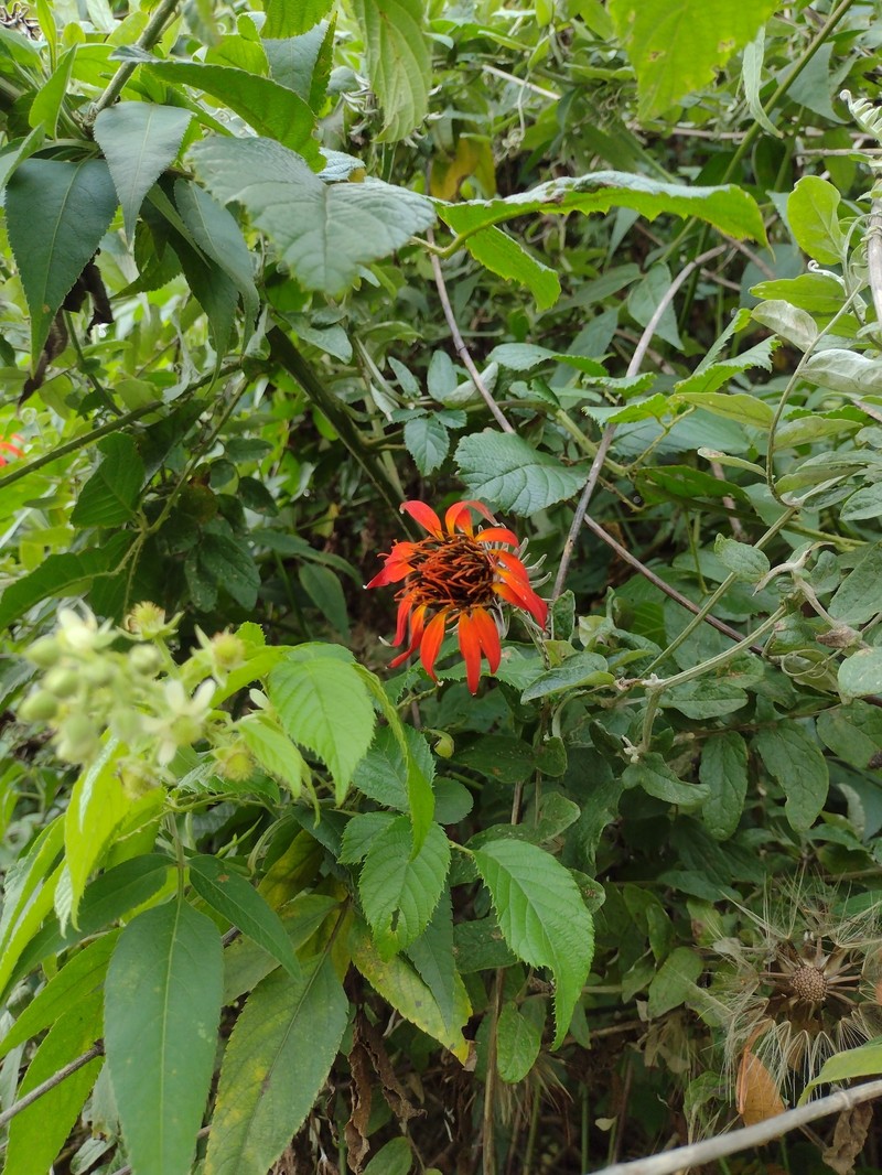 Mutisia coccinea var. coccinea photo 4