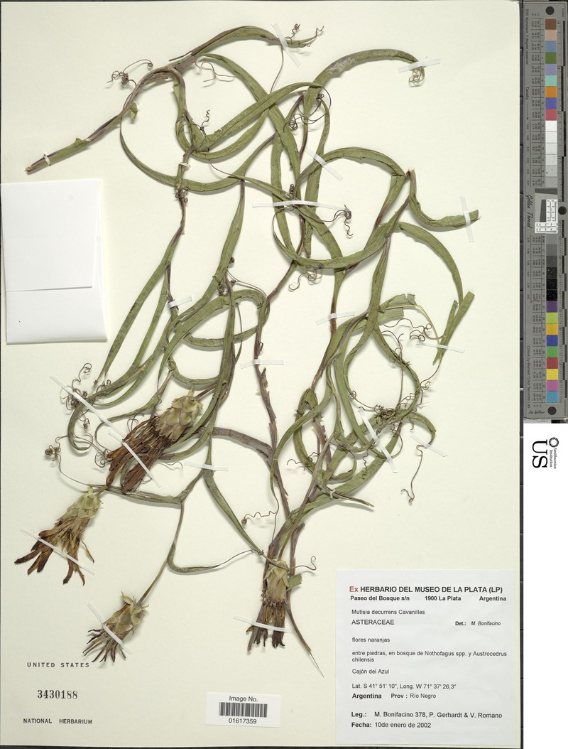 Mutisia decurrens var. decurrens