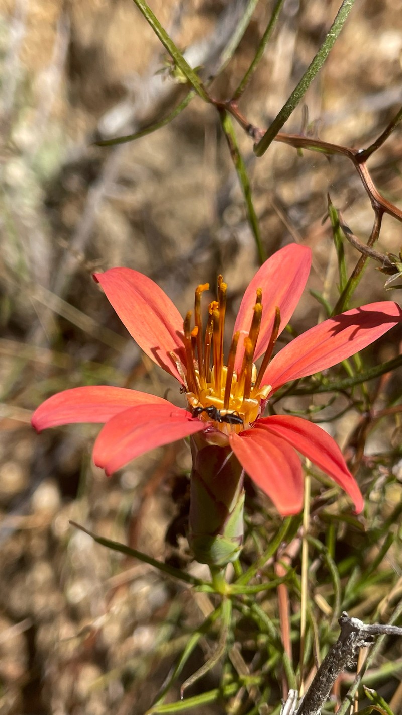 Mutisia subulata f. subulata