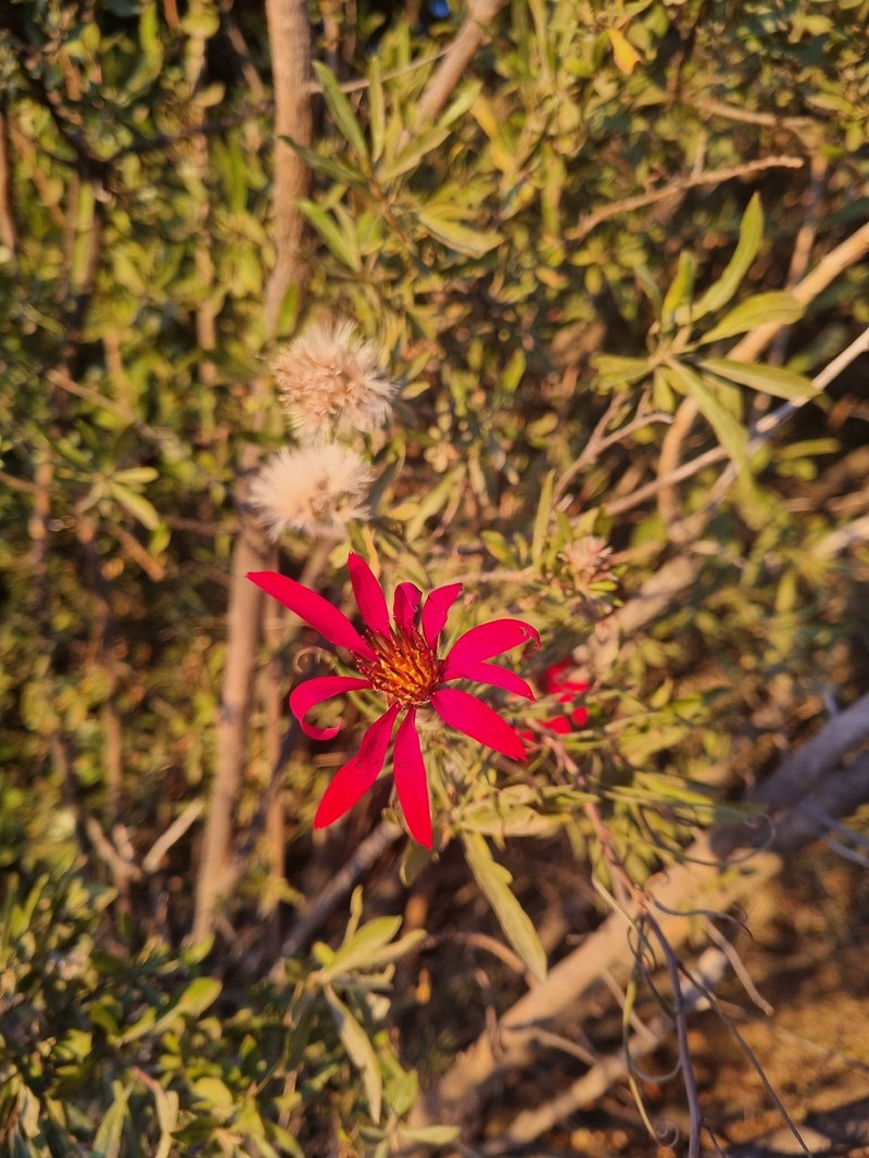 Mutisia subulata f. subulata photo 2