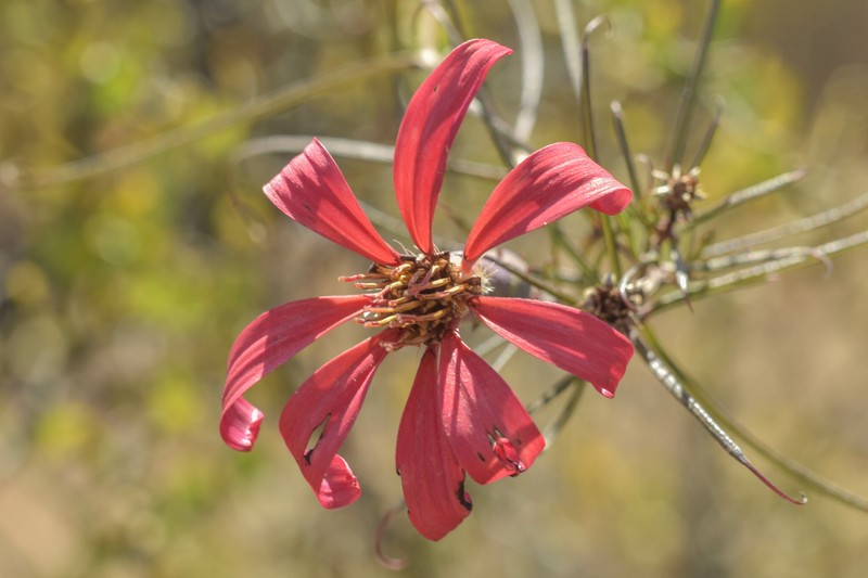 Mutisia subulata f. subulata photo 3