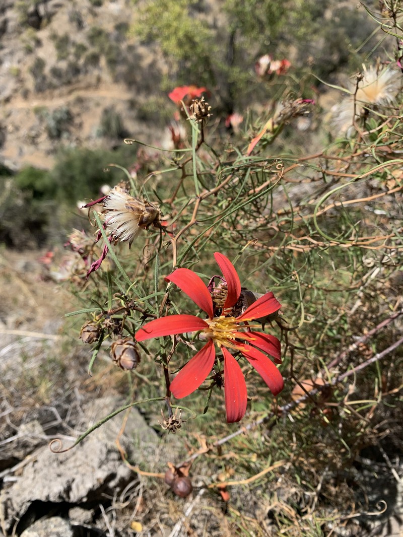 Mutisia subulata f. subulata photo 4