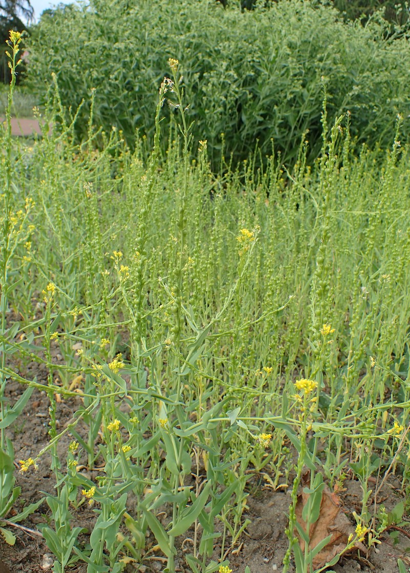 Bird's-Eye Cress photo 3