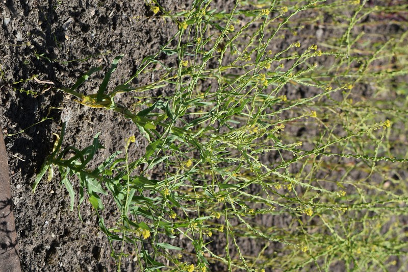 Bird's-Eye Cress photo 4