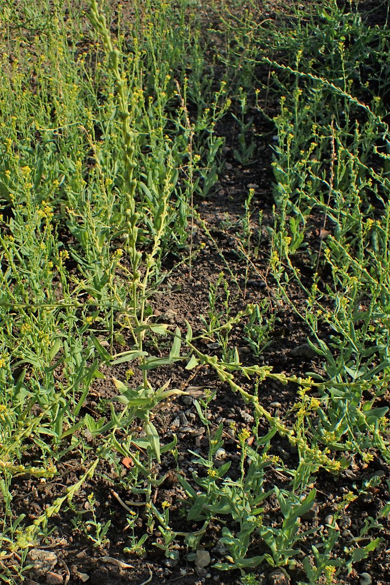Bird's-Eye Cress photo 6