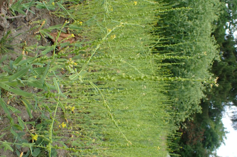 Bird's-Eye Cress photo 7