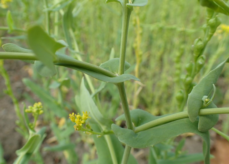 Bird's-Eye Cress