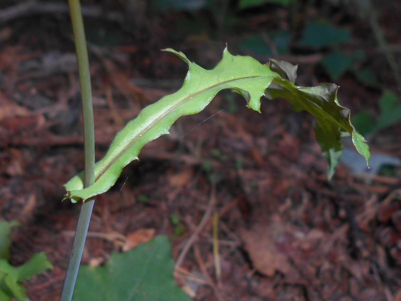 Wall-Lettuce photo 8