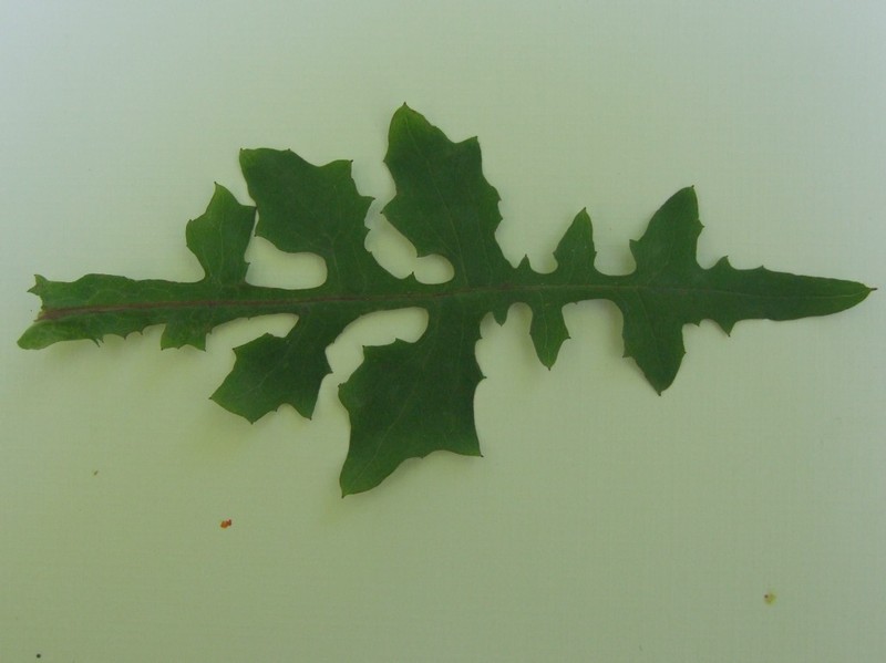 Wall-Lettuce photo 3