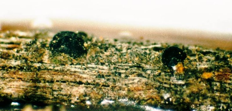 Berenger's Mycobilimbia Lichen