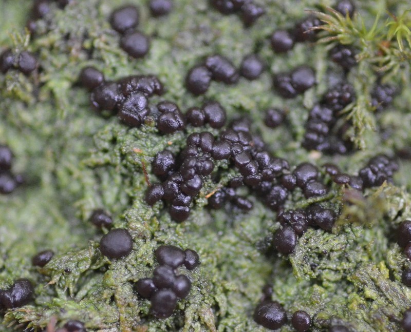 Berenger's Mycobilimbia Lichen