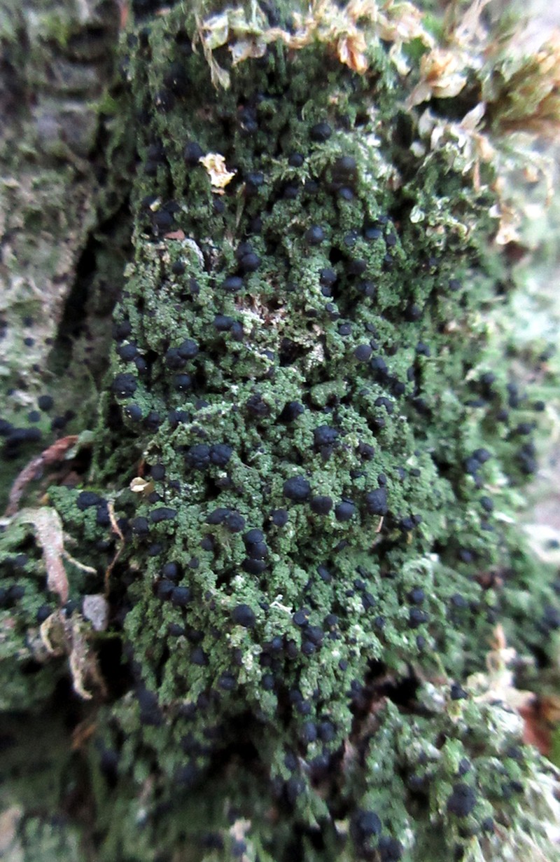 Berenger's Mycobilimbia Lichen photo 2