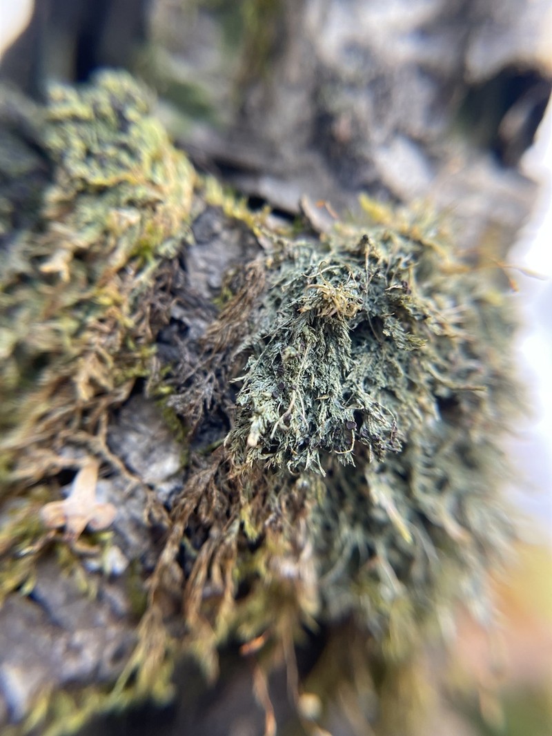 Berenger's Mycobilimbia Lichen photo 3