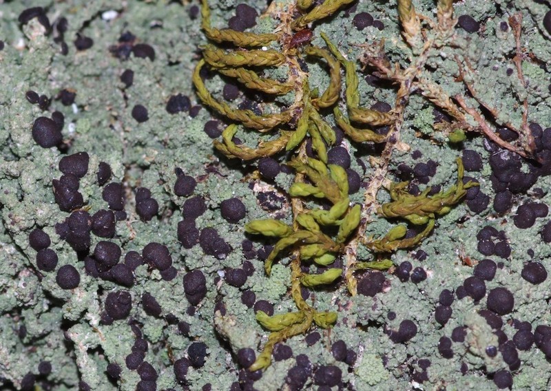 Berenger's Mycobilimbia Lichen photo 4