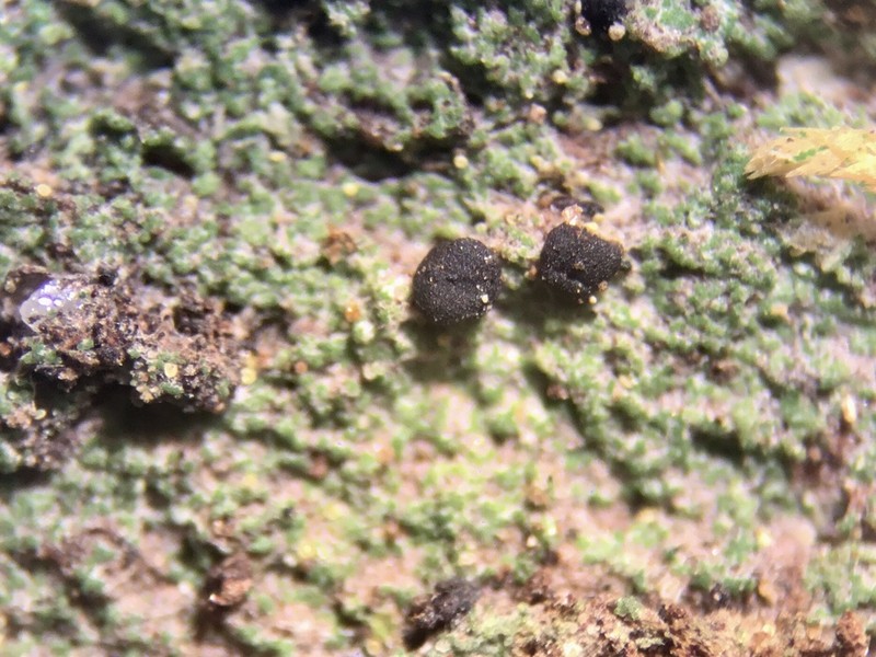 Berenger's Mycobilimbia Lichen photo 5
