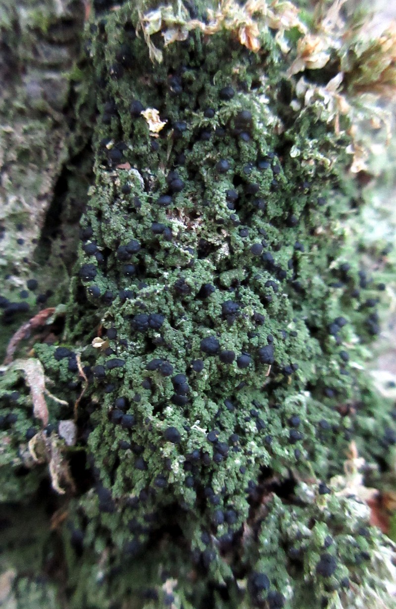 Berenger's Mycobilimbia Lichen photo 7