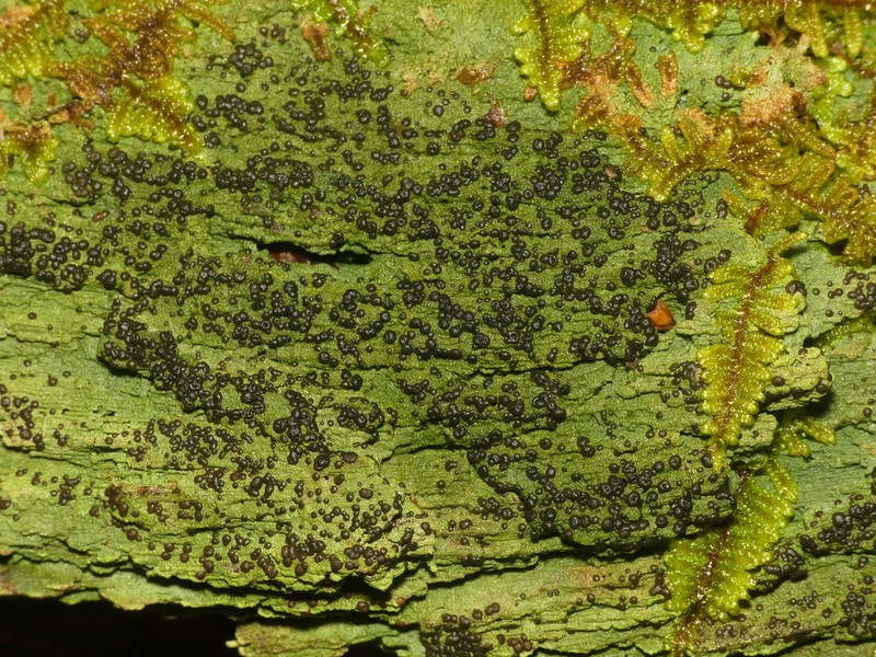 Berenger's Mycobilimbia Lichen photo 8