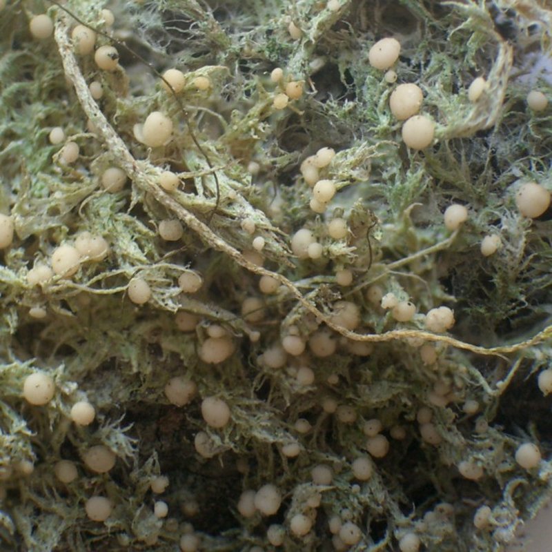 Mycobilimbia carneoalbida