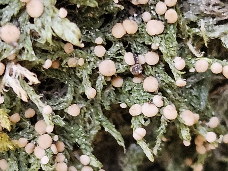 Mycobilimbia carneoalbida