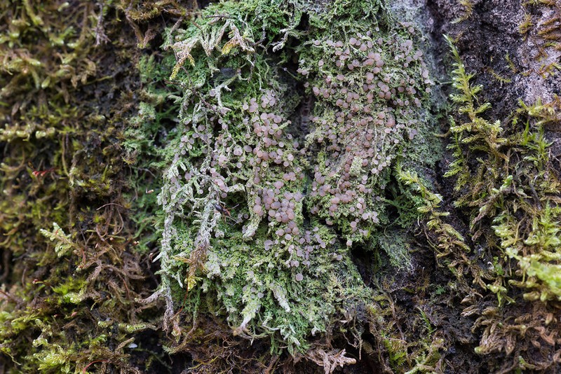 Mycobilimbia carneoalbida photo 2