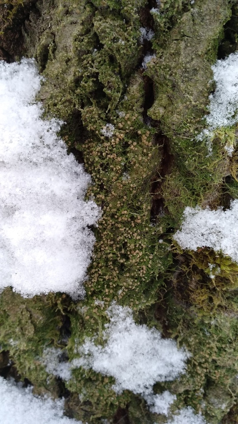 Mycobilimbia carneoalbida photo 3