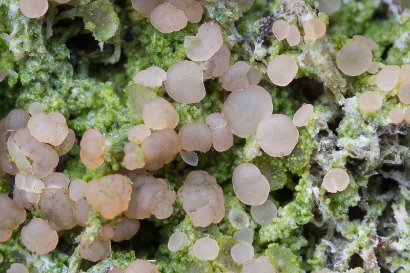 Mycobilimbia carneoalbida photo 4