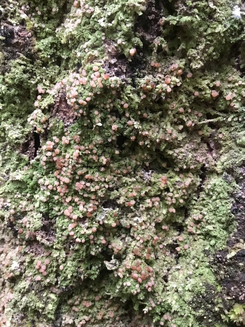 Mycobilimbia carneoalbida photo 5