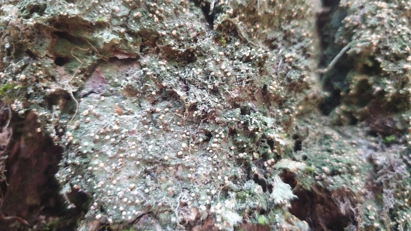 Mycobilimbia carneoalbida photo 6