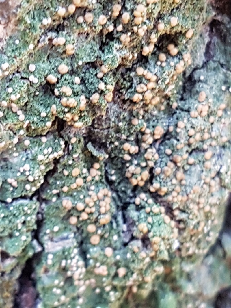 Mycobilimbia carneoalbida photo 7