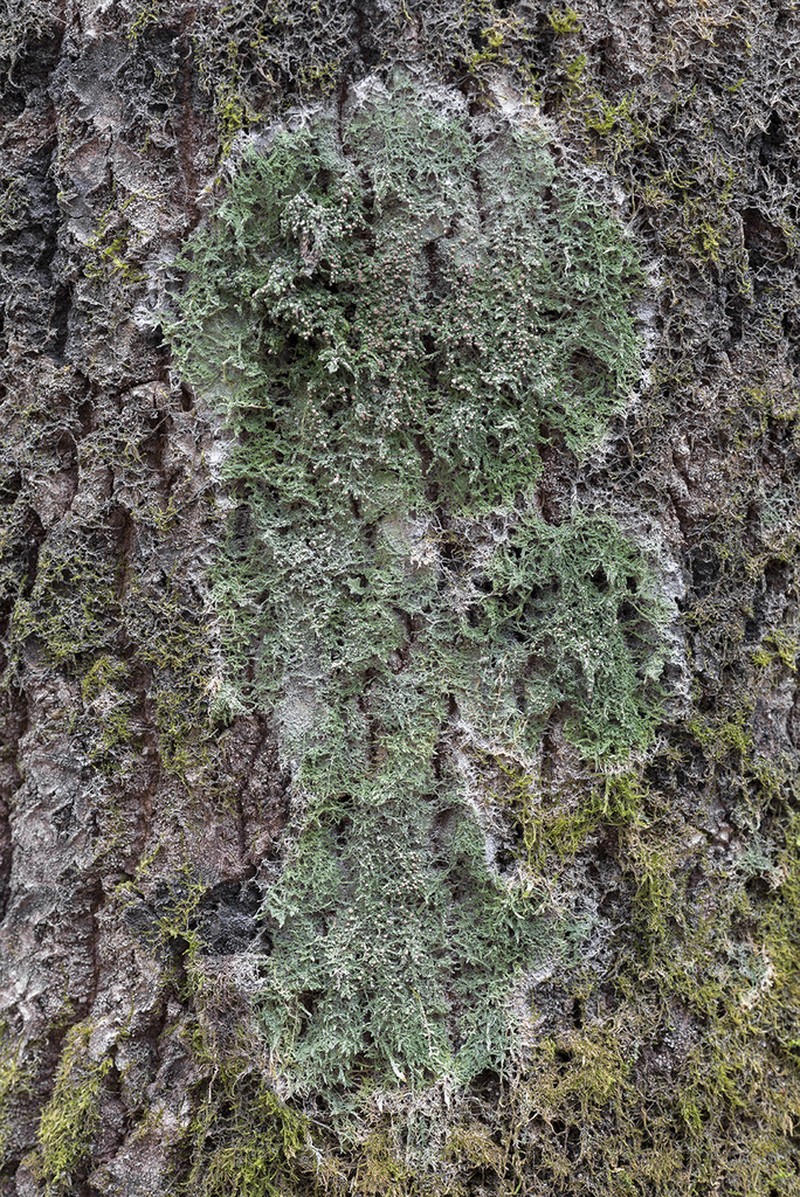 Mycobilimbia carneoalbida photo 8