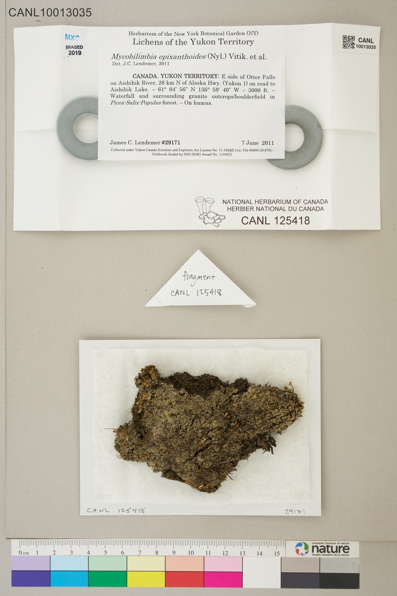 Mycobilimbia epianthoides photo 2