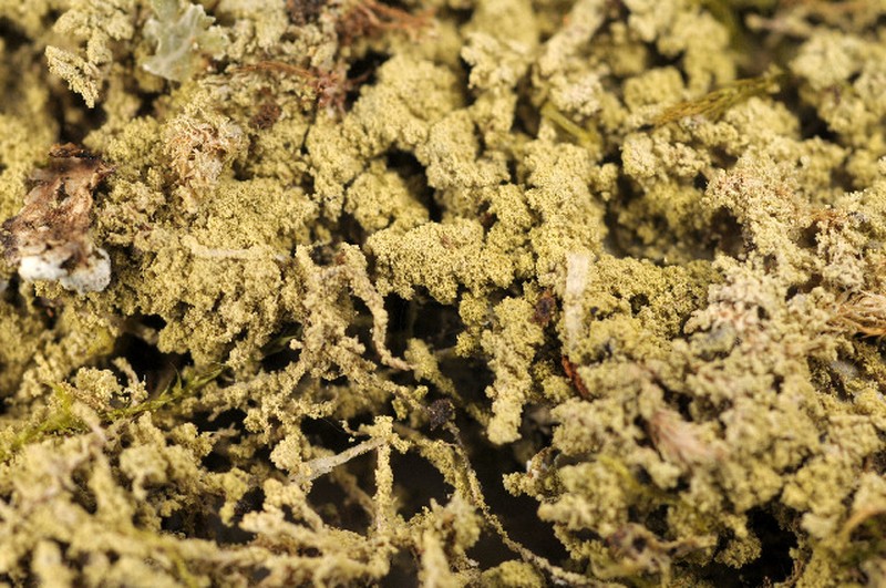 Mycobilimbia epianthoides photo 3