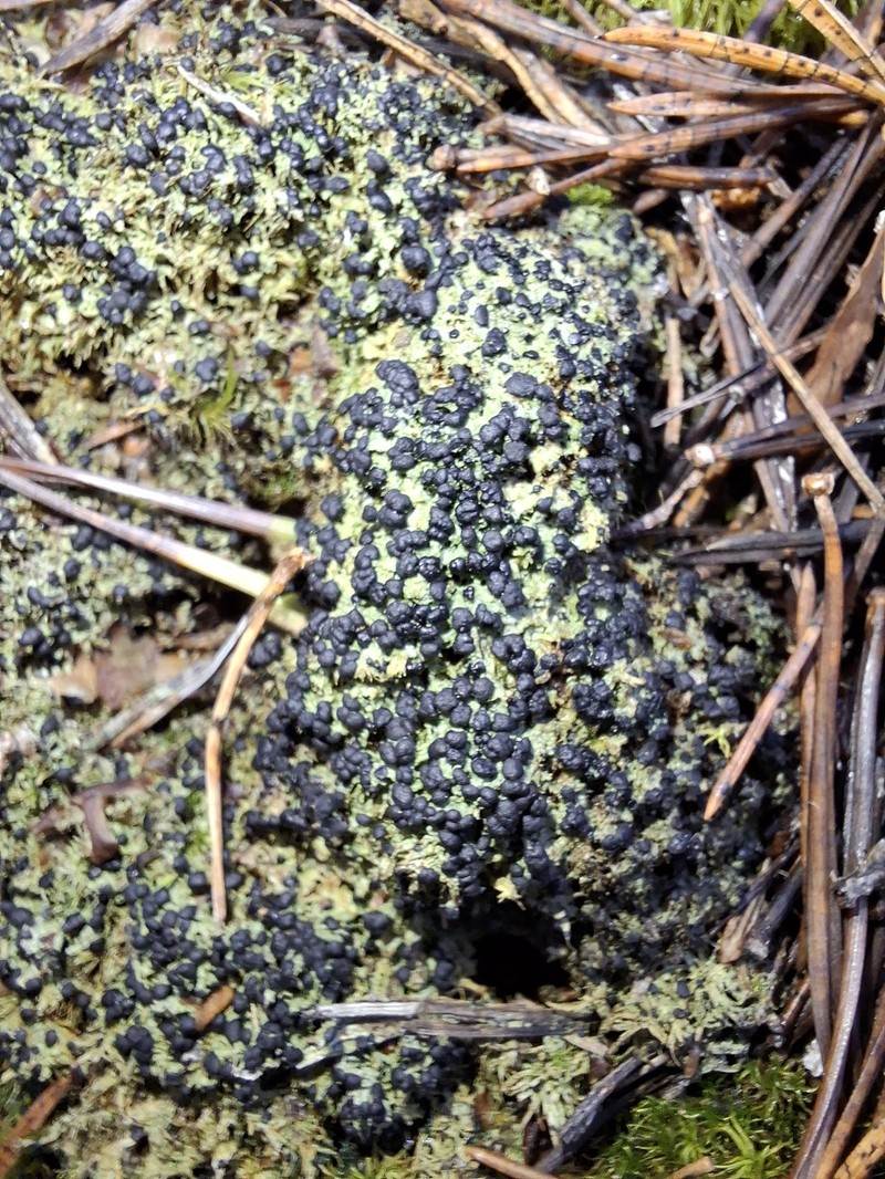 Mycobilimbia Lichen