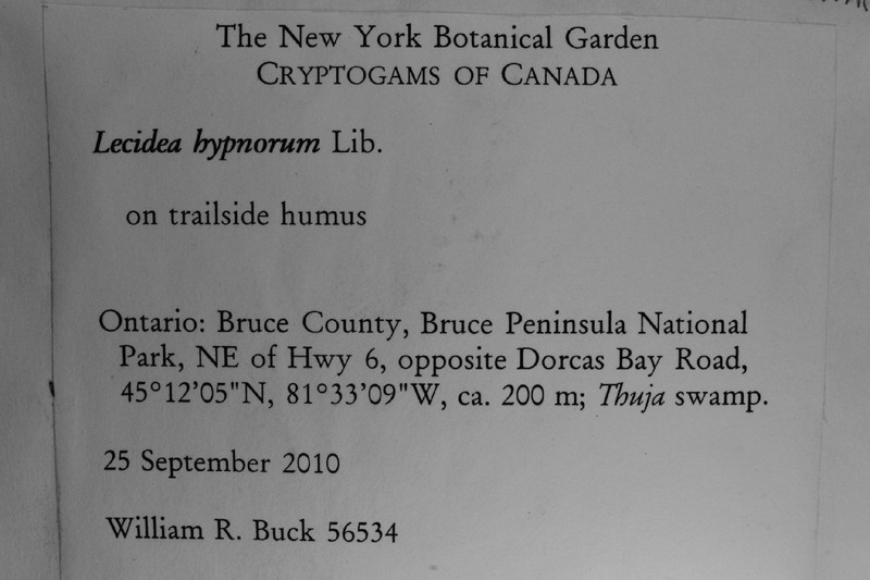 Mycobilimbia Lichen photo 2