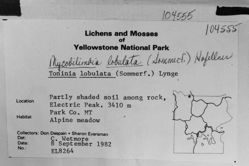Mycobilimbia Lichen photo 3