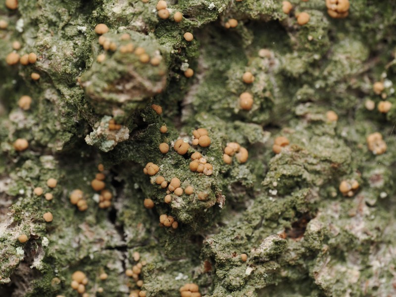 Mycobilimbia sphaeroides
