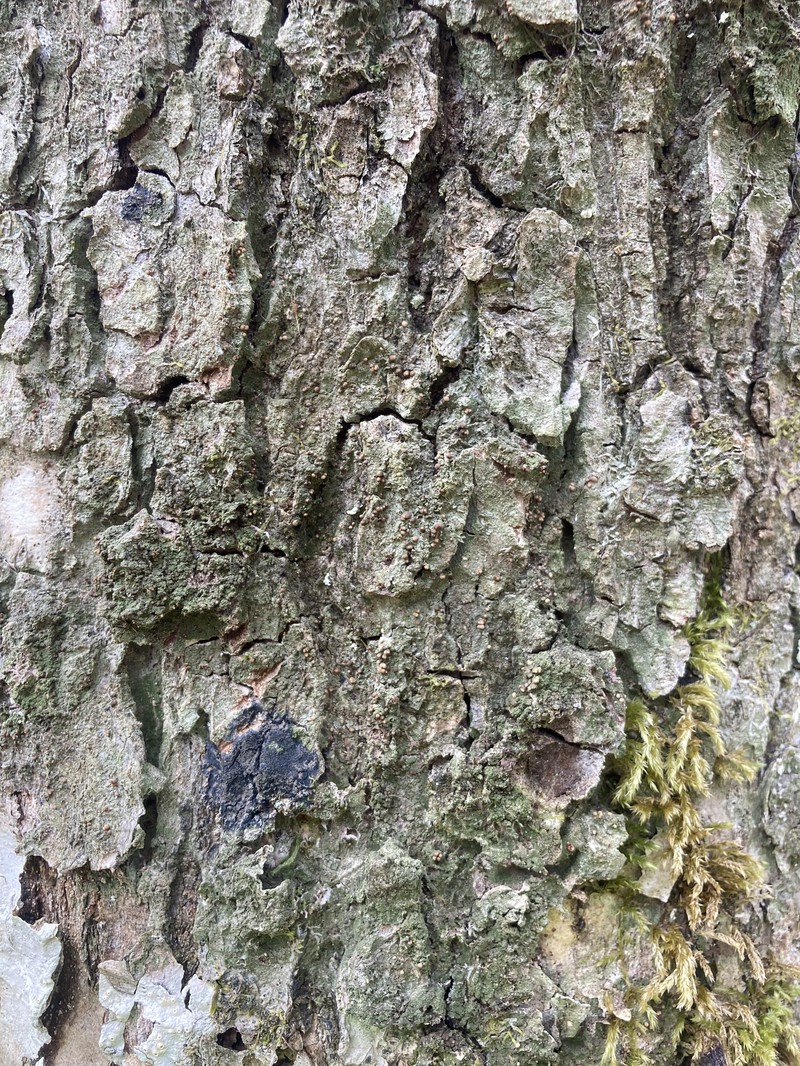 Mycobilimbia sphaeroides photo 2