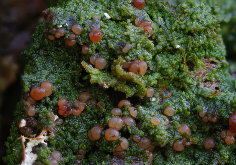 Mycobilimbia sphaeroides photo 3