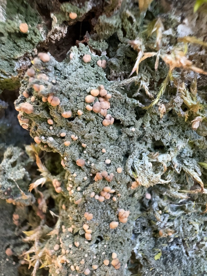 Mycobilimbia sphaeroides photo 4