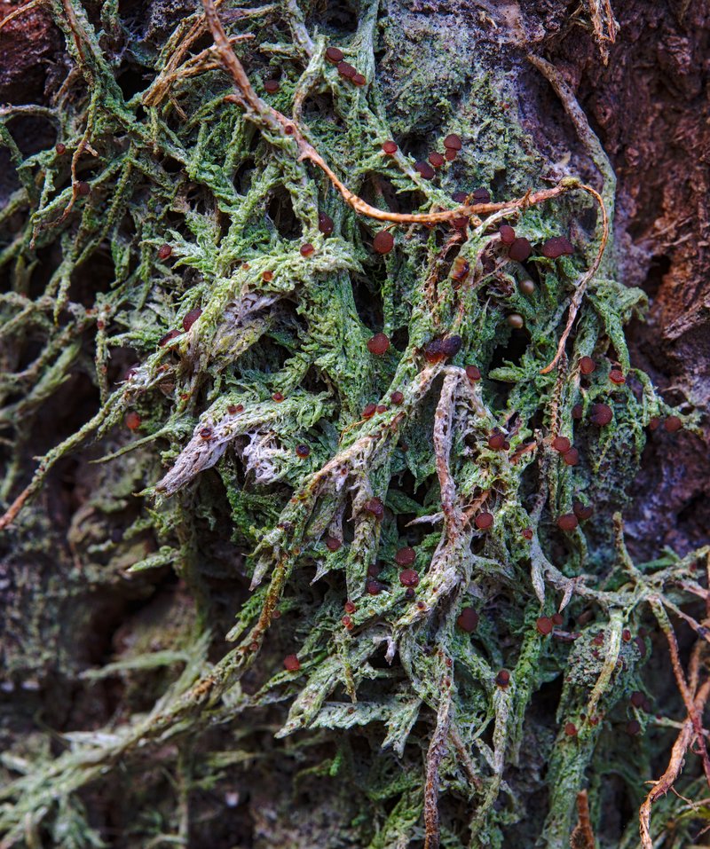 Mycobilimbia tetramera