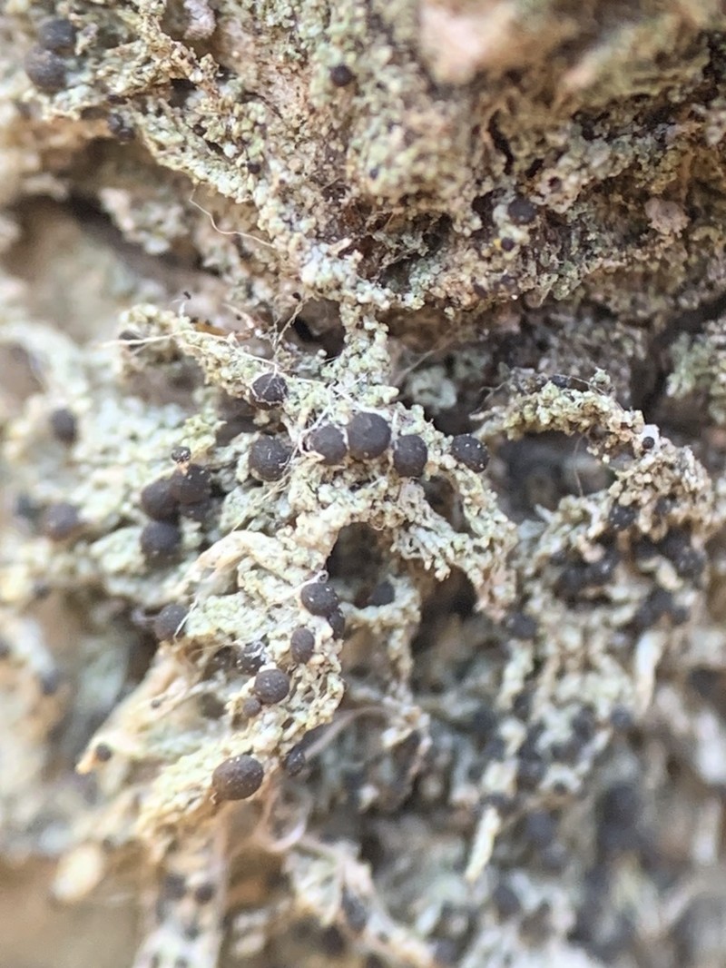 Mycobilimbia tetramera