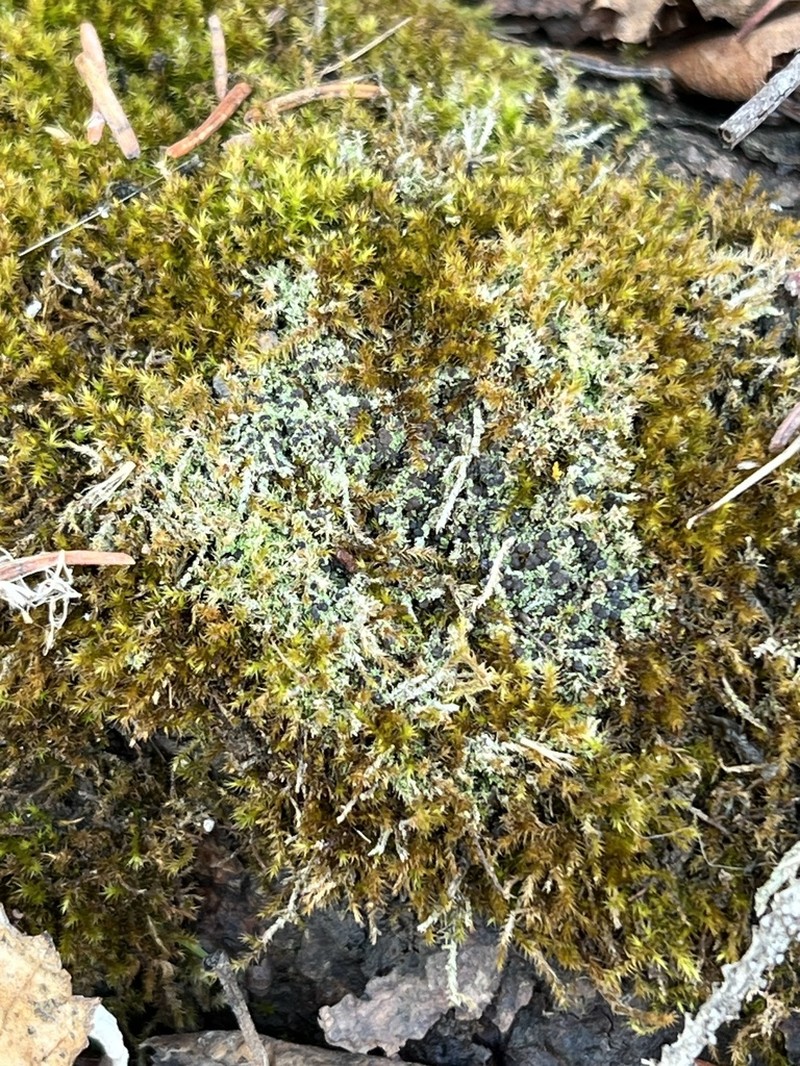 Mycobilimbia tetramera photo 2