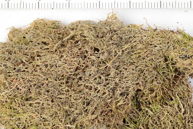 Mycobilimbia tetramera photo 5