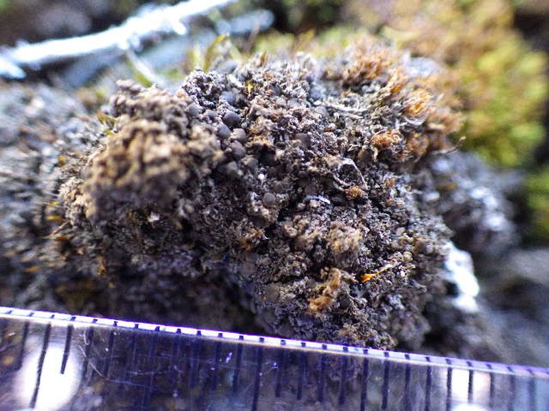 Mycobilimbia tetramera photo 6