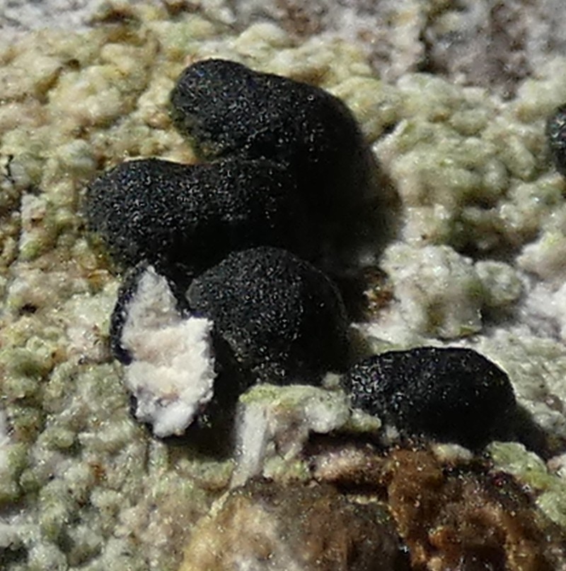 Blood Lichen
