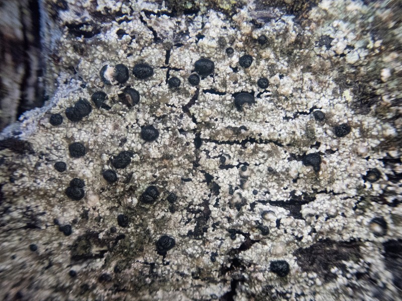 Blood Lichen photo 2