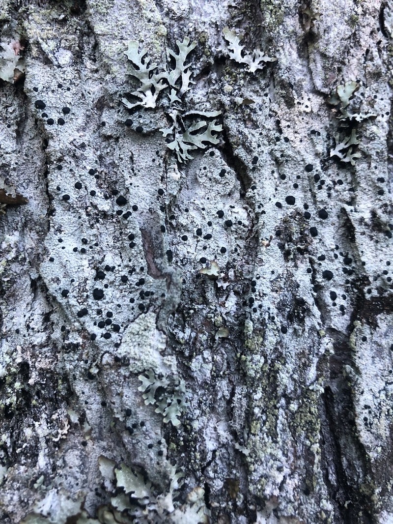 Blood Lichen photo 3