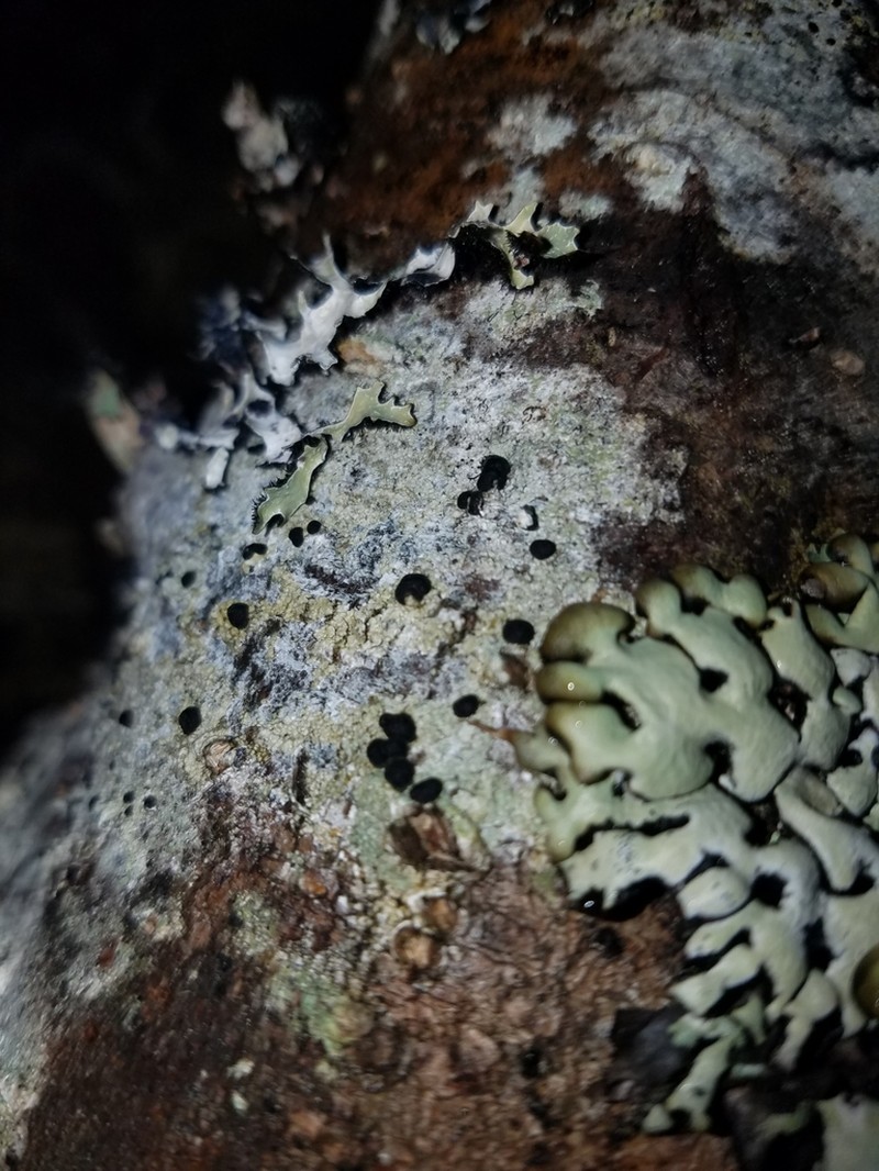 Blood Lichen photo 4
