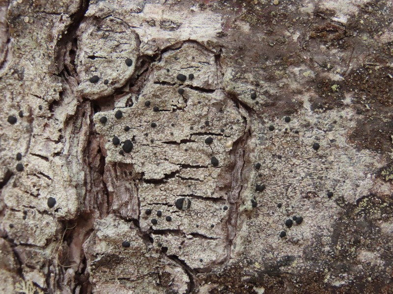 Blood Lichen photo 5